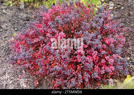 Japanische Berberitze, Berberis thunbergii „Concorde“ Stockfoto