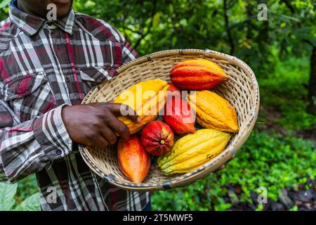 Nahaufnahme eines Korbs voller gelber und roter Kakaoschoten, die gerade geerntet wurden. Erntekonzept. Stockfoto