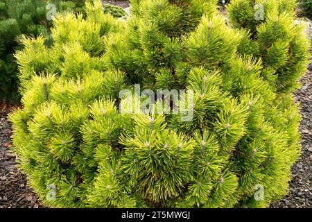 Bergkiefer, Pinus mugo „Wintersonne“ Stockfoto