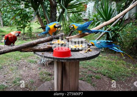 Drei blaue und gelbe Aras und ein rot-grüner Ara, die ein fruchtiges Frühstück in einem Garten in Peru genießen. Stockfoto