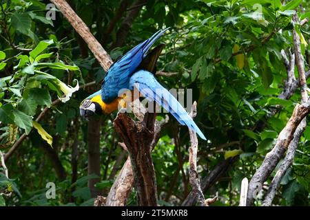 Ein wunderschöner blauer und gelber Ara, der auf einem Ast in einem Baum in einem Garten in Peru posiert. Stockfoto