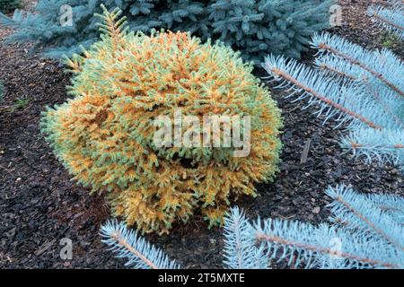 Japanische Lärche, Zwerg, wechselnd, Farbe, Herbst, Larix kaempferi 'Nijetten', Garten, Laub, Lärche Stockfoto