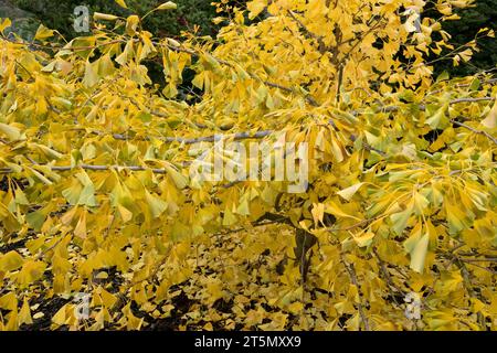 Maidenhair Tree, Ginkgo biloba 'Nelleke' im Herbst Stockfoto