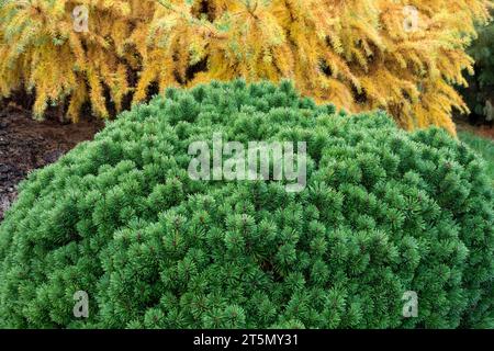 Grün, Gelb, Kiefer, Pinus sylvestris „Doone Valley“, japanische Lärche, Larix kaempferi „Little Bogle“, Nadelbäume, Herbst Stockfoto