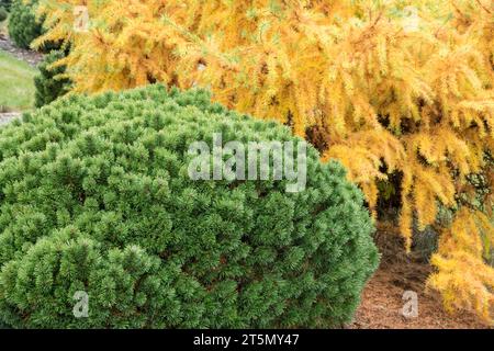 Kiefer, Pinus sylvestris „Doone Valley“, japanische Lärche, Larix kaempferi „Little Bogle“ Stockfoto