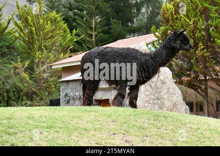 Black Alpaca im Aranwa Sacred Valley Hotel. Cusco, Peru, 5. Oktober 2023. Stockfoto