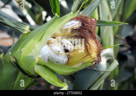 Corn Rhizoctonia Ohrfäule, Nahaufnahme des Fotos Stockfoto