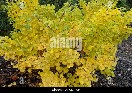 Maidenhair Tree, Dwarf, Ginkgo biloba „Pine Glen Dwarf“ Stockfoto