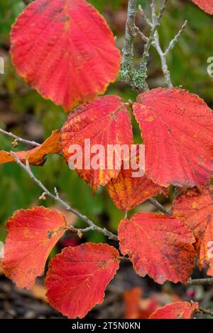 Rot, Blätter, Herbst, Farbe, Pflanze, Hamamelis x Intermedia Diane, Herbst, Laub, on, Branch Stockfoto