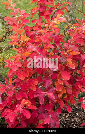 Rot, Ozark Hexenhazel, Hamamelis vernalis „Sandra“ Stockfoto