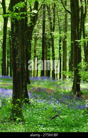 Bluebells in Delcombe Holz, Dorset, Großbritannien Stockfoto