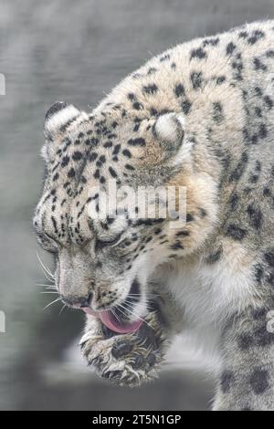 Snow Leopard, (Panthera uncia), leckt seine Pfote, Putzzeit Stockfoto