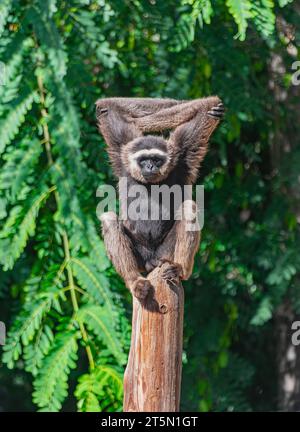 Müllers Gibbon (Hylobates muelleri), auf einem Stamm, mit Sonnenlicht und grüner Vegetation Hintergrund Stockfoto