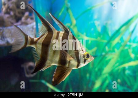 Porträt eines Zebrafisches vor Wasser und Algen (Doppelskalare) Stockfoto