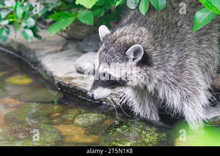 Waschbär (Procyon lotor), mit seinen Pfoten in einem kleinen Fluss, mit Vegetation Hintergrund Stockfoto
