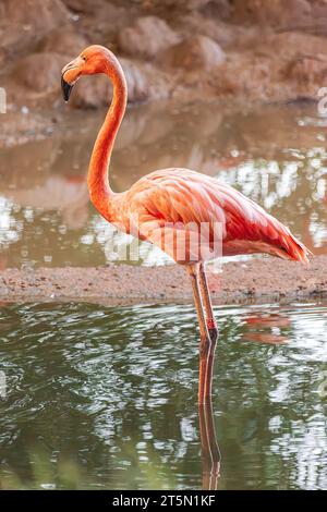 Amerikanischer Flamingo (Phoenicopterus ruber), stehend in einem See Stockfoto