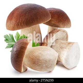 Stachelpilze und frische Petersilienblätter auf weißem Hintergrund. Stockfoto