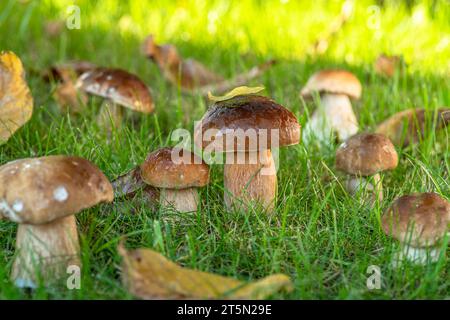 Stachelpilze zwischen frischem, grünem Gras im sonnigen Wald. Nahaufnahme. Stockfoto