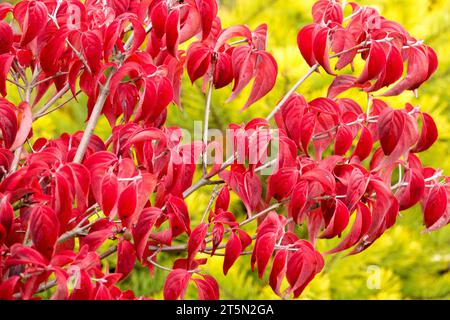 Rot, Sträucher, Cornus florida „Royal Red“, Eastern Dogwood, Laub im Herbst, Farbe Stockfoto