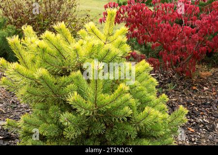 Schottische Kiefer Pinus sylvestris Scotch Kiefer Dogwood Baum Pinus sylvestris Meffengowd Cornus florida 'Royal Red' Herbstfarbe Garten Herbst Farbe Garten Stockfoto