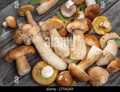 Frische Ernte von Steinpilzen auf Holztisch. Glückliches Ergebnis der Pilzernte. Stockfoto