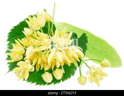 Lindenblüten oder Lindenblüten isoliert auf weißem Hintergrund. Stockfoto