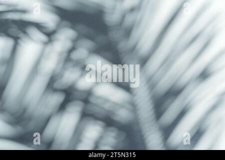 Verschwommener Schatten tropischer Palmenblätter auf grauem Hintergrund. Sommerkonzept. Stockfoto