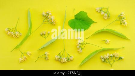 Sammlung von Lindenblüten, Lindenblättern und Blättern isoliert auf gelbem Hintergrund. Stockfoto