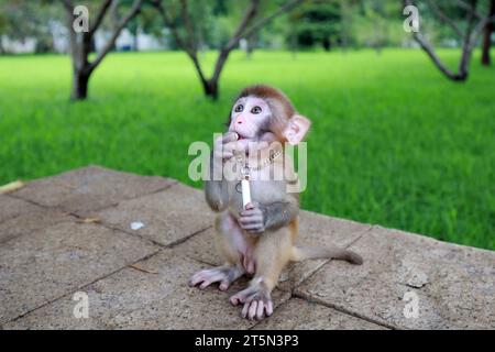 Affen spielen auf einer Felsplattform Stockfoto