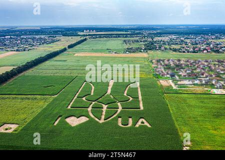 Das riesige Symbol des Landes Ukraine ist ein Dreizack, der von Maiskeimen in einem Maisfeld geschaffen wird. Blick von oben. 05.08.2021, Ukraine, Dorf Velyka Olek Stockfoto