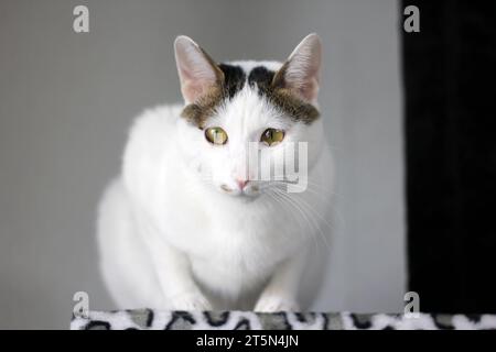 Süße japanische Bobtail-Katze, die auf einem Katzenturm mit Leopardenmuster spielt Stockfoto