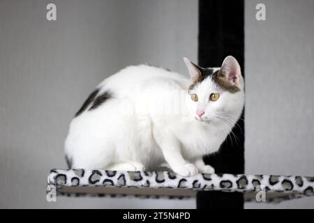 Süße japanische Bobtail-Katze, die auf einem Katzenturm mit Leopardenmuster spielt Stockfoto