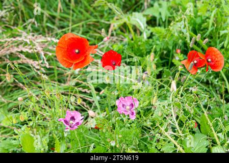 Roter und lila Mohn (Papaver) Stockfoto
