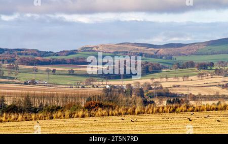 Dundee, Tayside, Schottland, Großbritannien. November 2023. Wetter in Großbritannien: Im ländlichen Dundee erzeugt die herbstliche Sonneneinstrahlung mit niedrigen Wolken auf höherem Boden eine spektakuläre Herbstlandschaft der Sidlaw Hills und Strathmore Valley. Quelle: Dundee Photographics/Alamy Live News Stockfoto