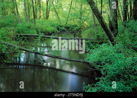 Uferwald, Nisqually National Wildlife Refuge, Washington Stockfoto