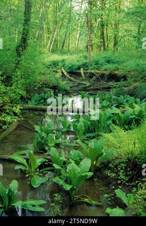 Uferwald, Nisqually National Wildlife Refuge, Washington Stockfoto