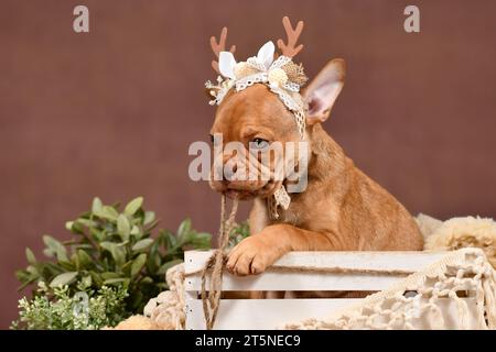 Niedlicher französischer Bulldog-Welpe mit Rentiergeweih in Box vor braunem Hintergrund mit Dekoration im Boho-Stil Stockfoto