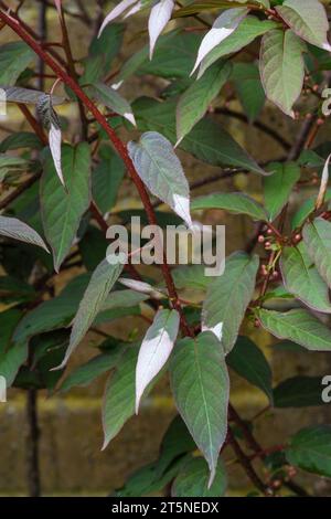 Actinidia tetramera maloides, rosige Krabben-Apfel-Kiwi, Actinidia pilosula, Variegated Kiwi, dekoratives Laub mit weißen Blättern Stockfoto