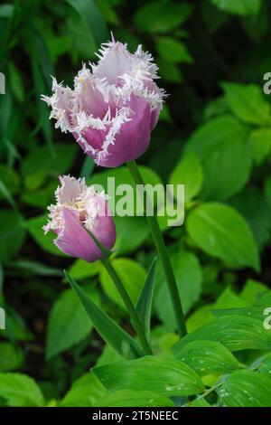 Tulipa Cummins - Violett-lila mit einem weißen, eingearbeiteten Rand Stockfoto