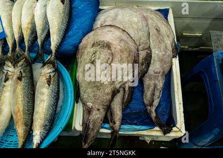 Makrelen- und Seeteufelhaufen werden nebeneinander auf dem Fischmarkt ausgestellt. Stockfoto