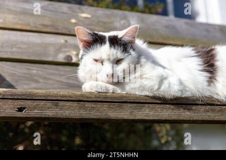 Niedliche Katze, Katze, Kätzchen, schwarz-weiße Katze, schläfrige Katze, schlafende Katze, Katze, Katze auf der Bank, Sleeping, Catnap, Clovelly, Devon, UK, England, Stockfoto