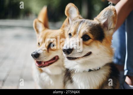 Ein paar entzückende Corgis. Porträt von zwei süßen Pembroke Welshi Corgi Hunden Stockfoto