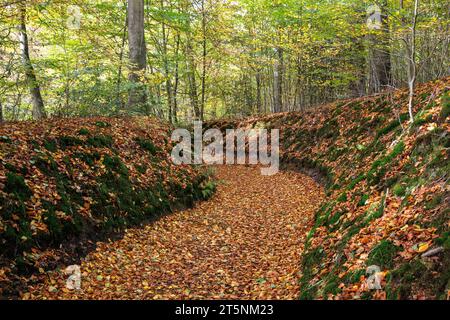 Ein Hohlweg im Wald am Ruhrhoehenweg in der Ardey bei Wetter an der Ruhr, Nordrhein-Westfalen. Hohlweg i Stockfoto