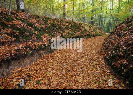 Ein Hohlweg im Wald am Ruhrhoehenweg in der Ardey bei Wetter an der Ruhr, Nordrhein-Westfalen. Hohlweg i Stockfoto