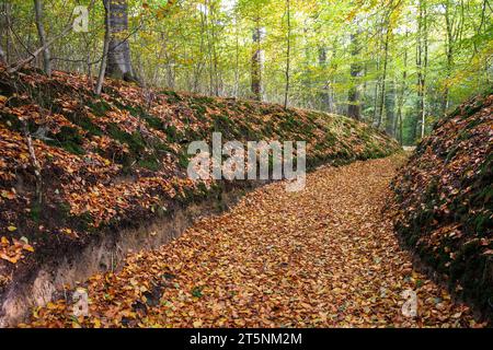 Ein Hohlweg im Wald am Ruhrhoehenweg in der Ardey bei Wetter an der Ruhr, Nordrhein-Westfalen. Hohlweg i Stockfoto