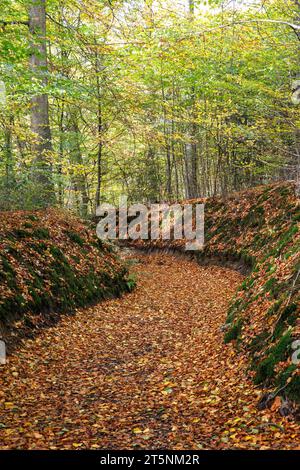 Ein Hohlweg im Wald am Ruhrhoehenweg in der Ardey bei Wetter an der Ruhr, Nordrhein-Westfalen. Hohlweg i Stockfoto