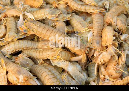 mantis-Garnelen, eine Art Meereslebewesen, können essbar und köstlich sein. Stockfoto