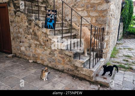 Eine Katze, die sich an einem Hund hackt, Budva Old Town, Montenegro Stockfoto