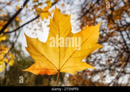 Herbstgelber Ahornblättchen Hintergrund. Buntes Hintergrundbild von herabfallenden Herbstblättern. Stockfoto