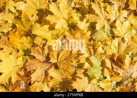 Herbstgelber Ahornblättchen Hintergrund. Buntes Hintergrundbild von herabfallenden Herbstblättern. Stockfoto